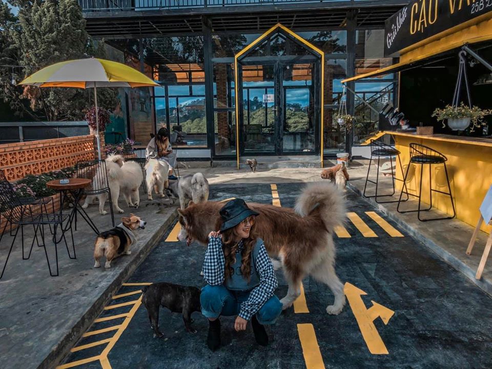 Thích thú những những quán cà phê thú cưng tại Đà Lạt