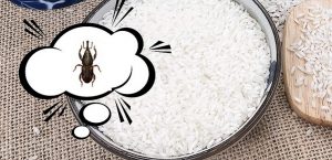 Mách bạn những loại gia vị có thể ngăn ngừa và tiêu diệt mọt gạo